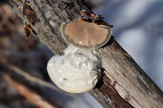 Image of Trametes hirsuta (Wulfen) Lloyd 1924