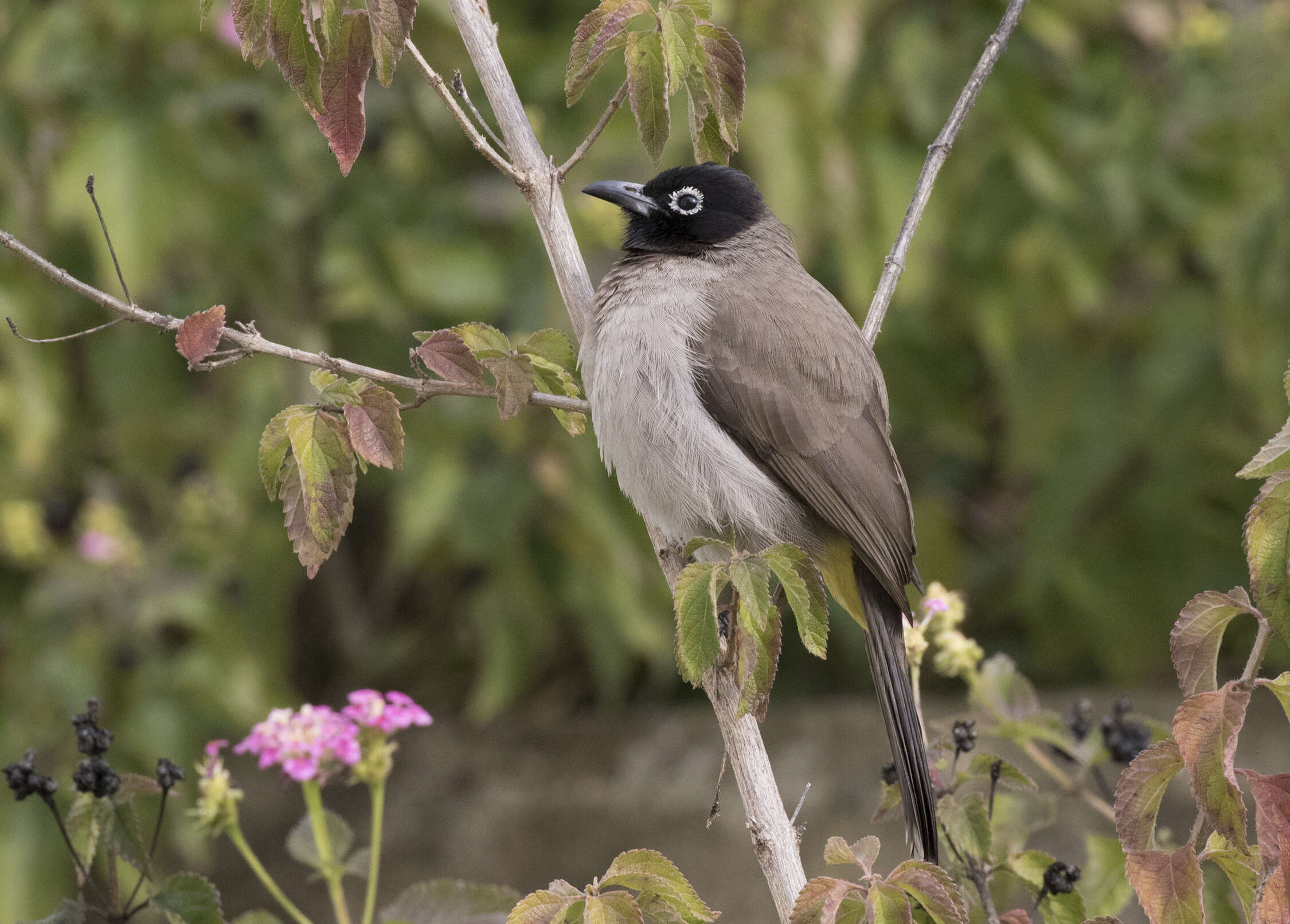 Image of White-eyed Bulbul