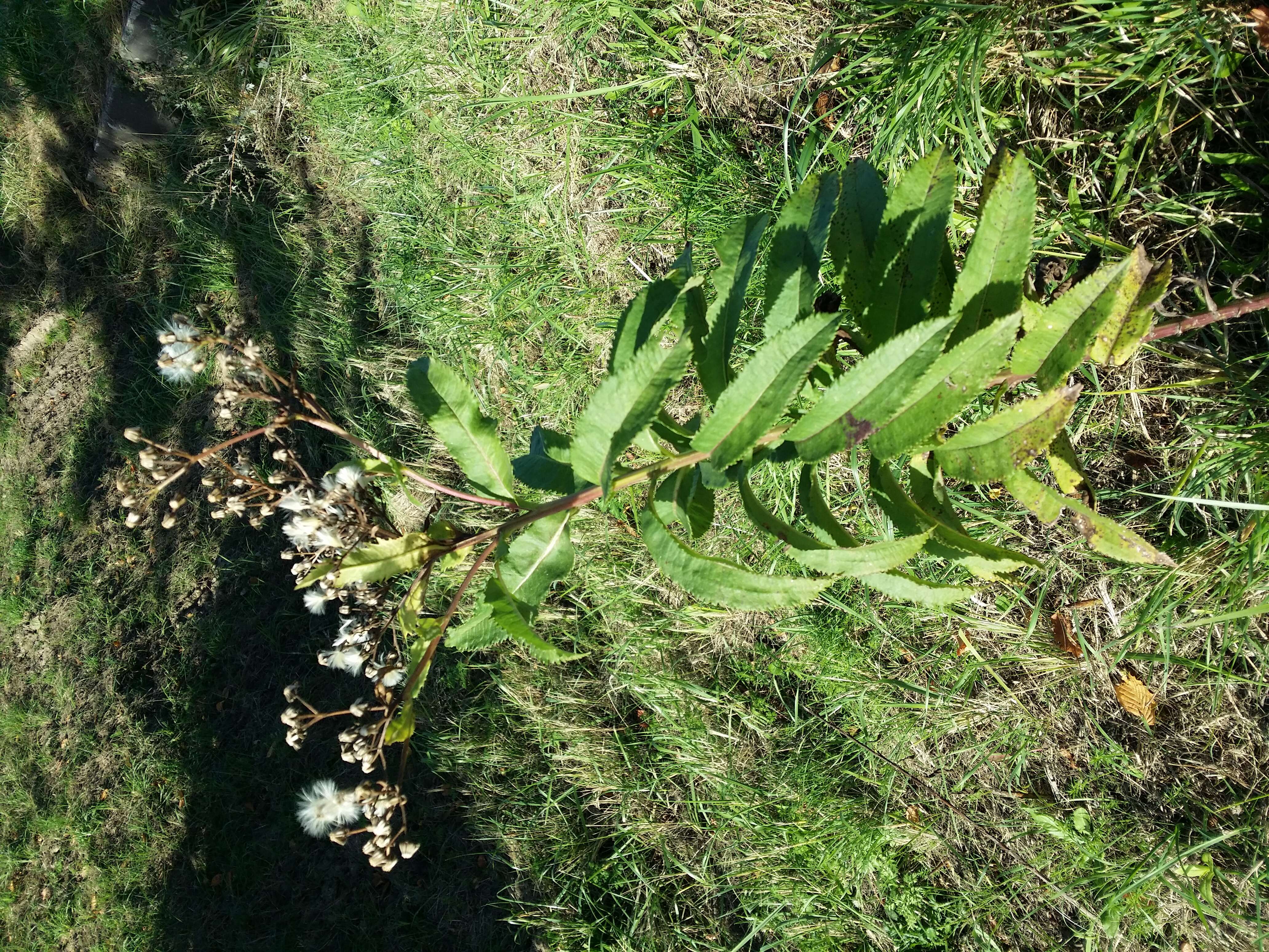 Image of Senecio sarracenicus L.