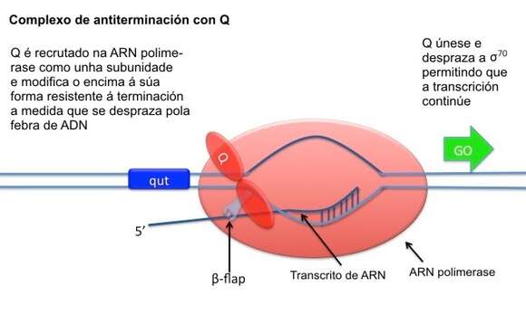 Image of Enterobacteria phage lambda