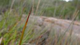 Image of Chorizandra cymbaria R. Br.