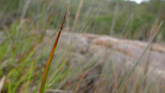 Image of Chorizandra cymbaria R. Br.