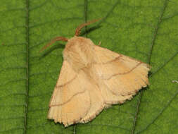 Image of lackey moth