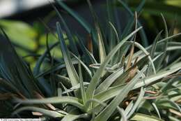 Image of Tillandsia ixioides Griseb.