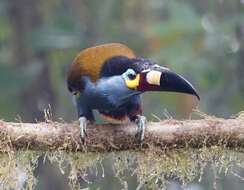 Image of Plate-billed Mountain Toucan