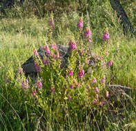 Image of Digitalis thapsi L.