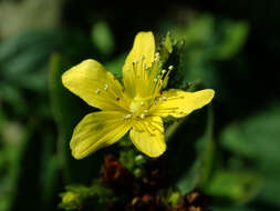 Image of mountain St. John's Wort