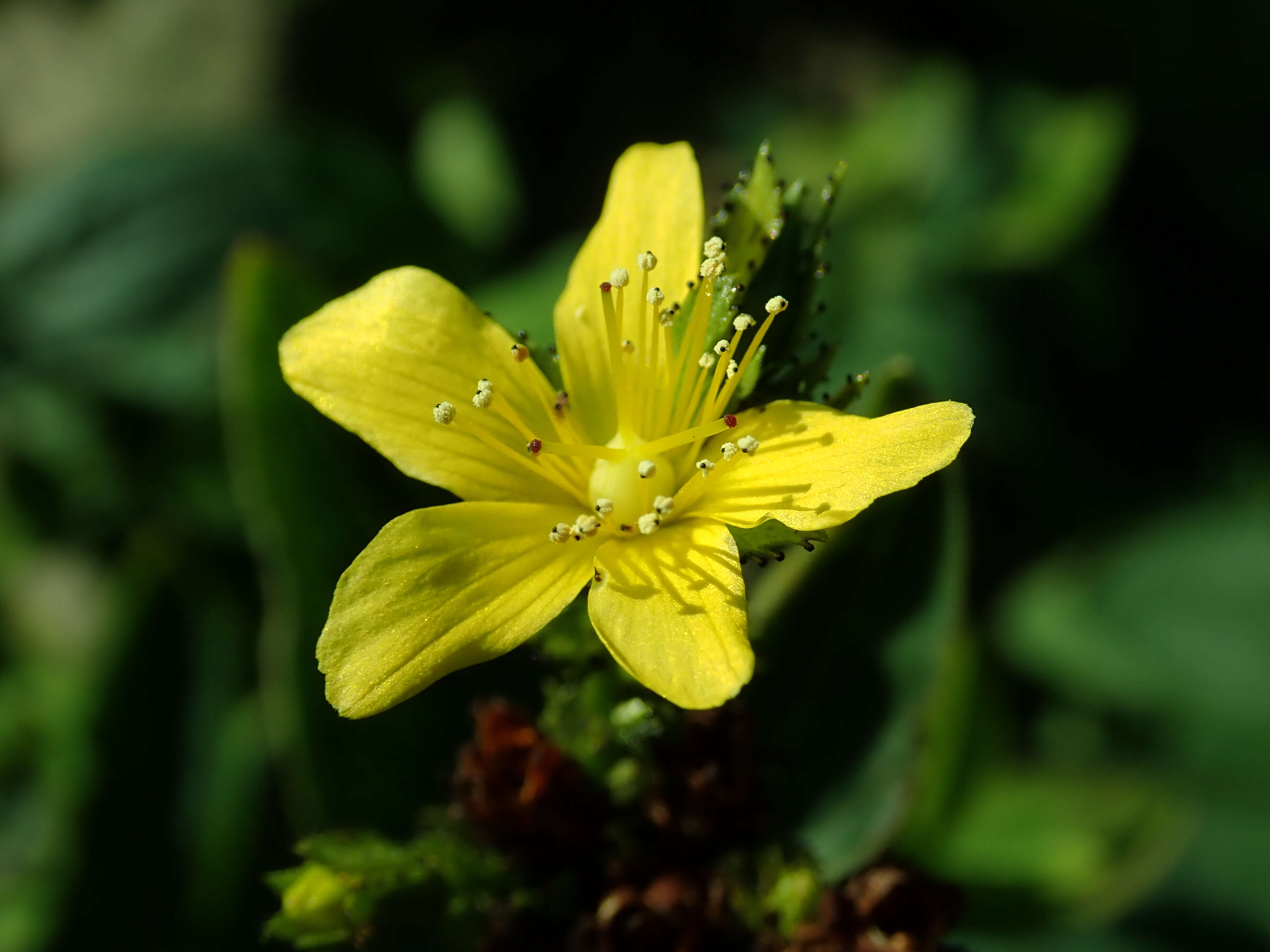 Image of mountain St. John's Wort