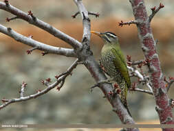 Image of Scaly-bellied Woodpecker