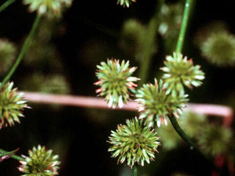 Juncus scirpoides Lam. resmi