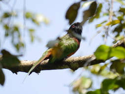 Image of Black-headed Bee-eater