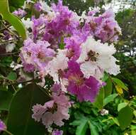 Image of lagerstroemia