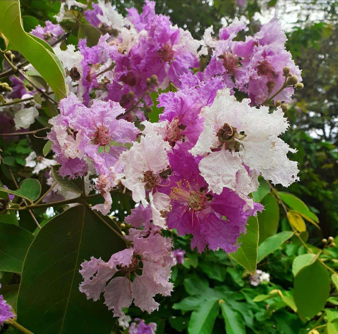 Image of lagerstroemia