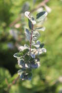 Image of creeping willow