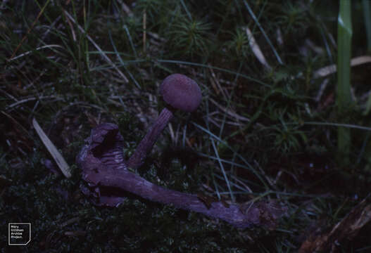 Image of Laccaria amethystina Cooke 1884