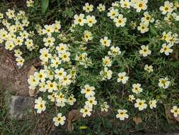 Image of Politician's Flower