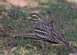 Image of Eurasian Stone-curlew