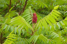 Image of staghorn sumac