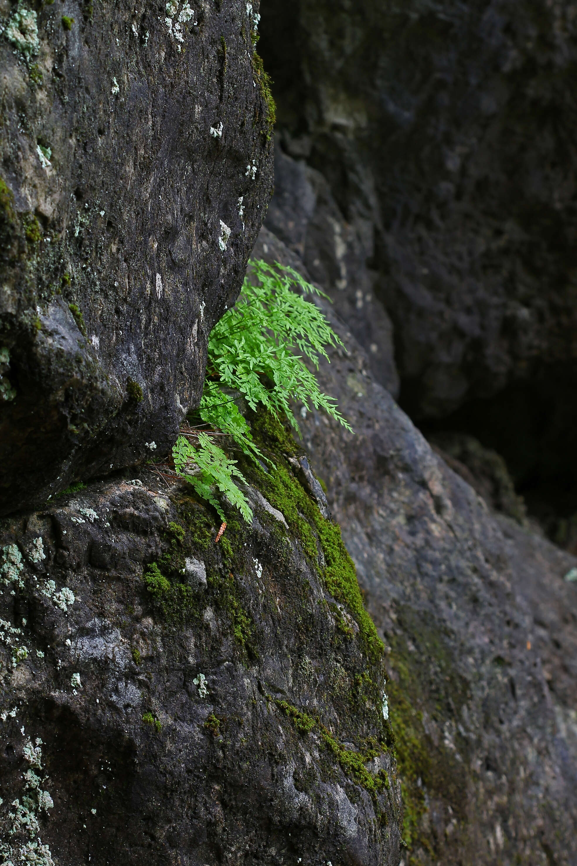 Sivun Cryptogramma stelleri (Gmel.) Prantl kuva