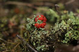 صورة Cladonia bellidiflora (Ach.) Schaer.