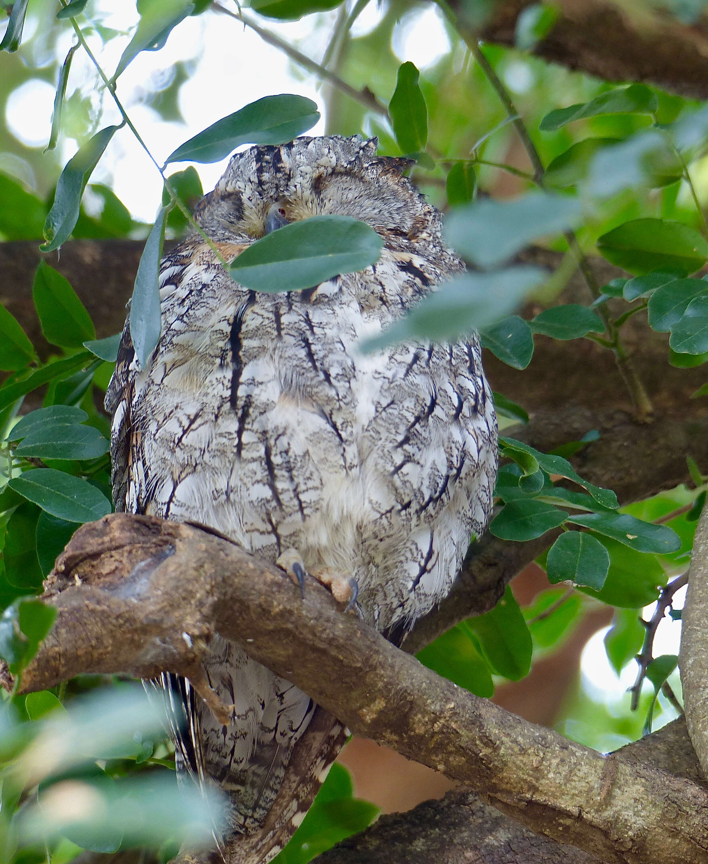 Image of African Scops Owl