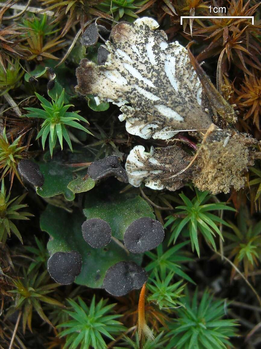 Слика од Peltigera venosa (L.) Hoffm.