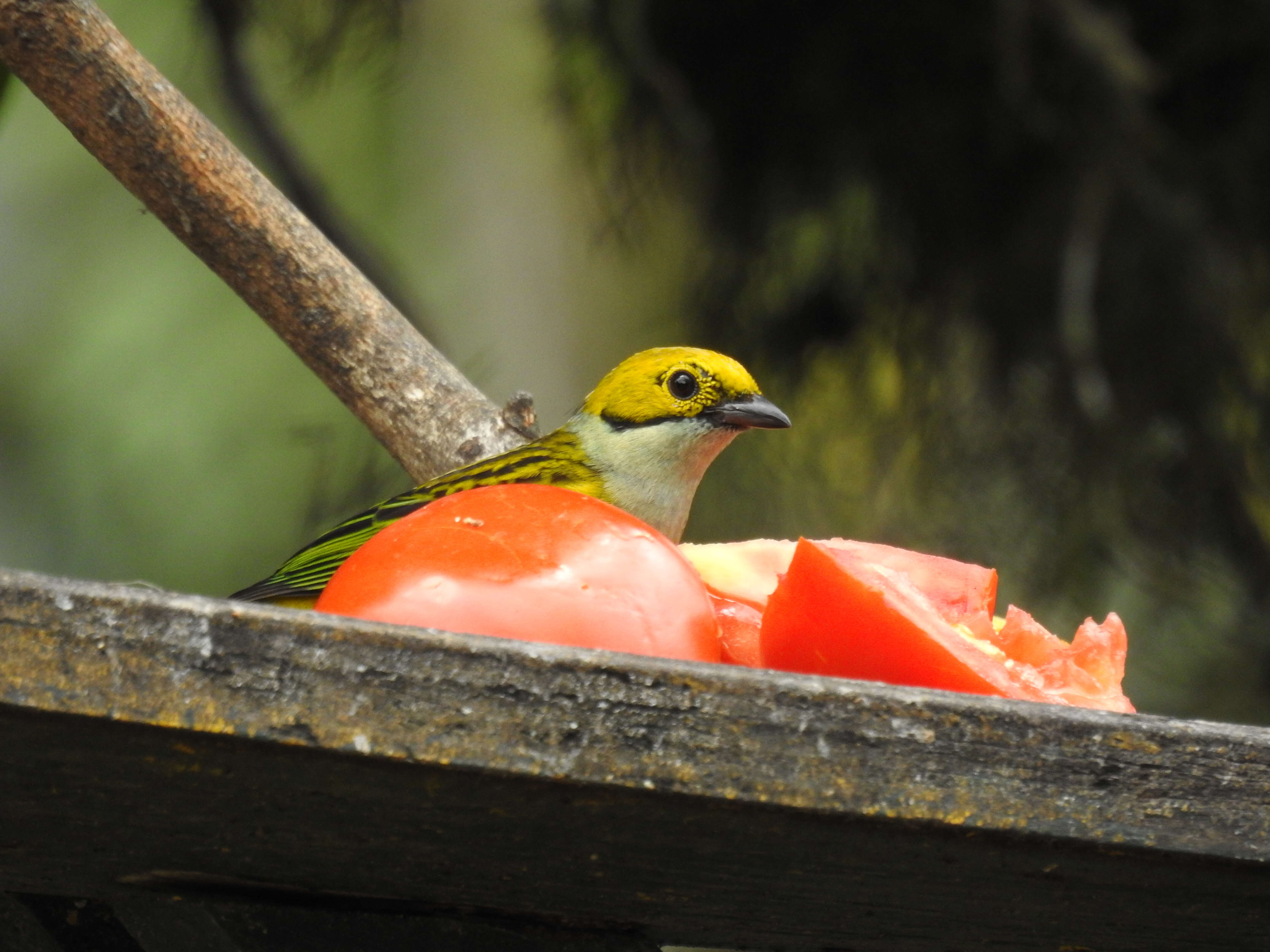 Image of Silver-throated Tanager