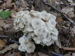 Image de Polypore en ombelle