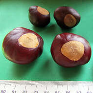 Image of red horse-chestnut