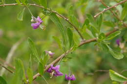 Image of matrimony vine