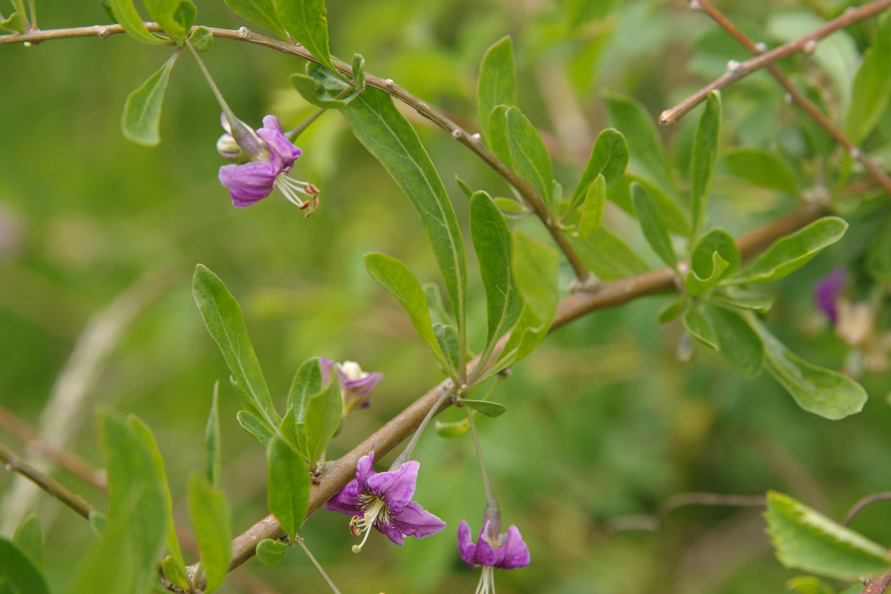 Image of matrimony vine