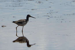 Image of Greater Yellowlegs