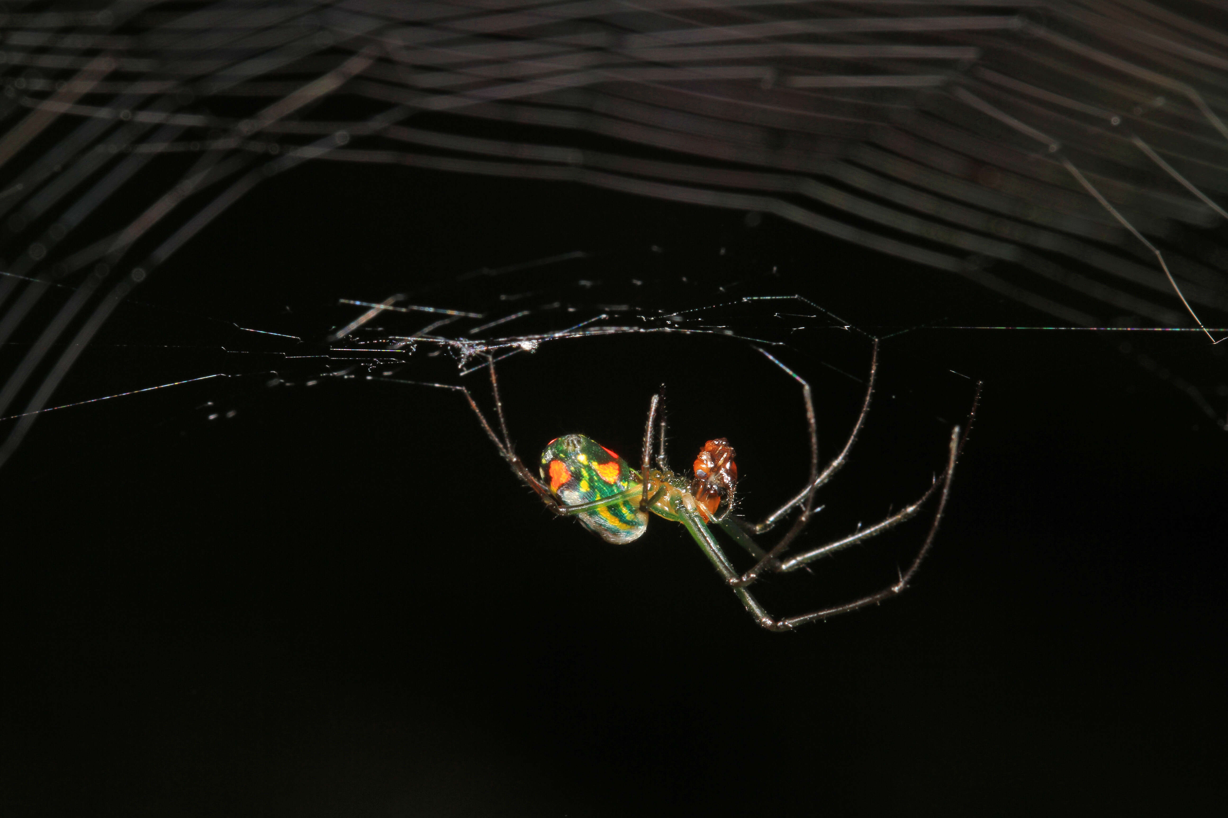 Image of Leucauge venusta (Walckenaer 1841)