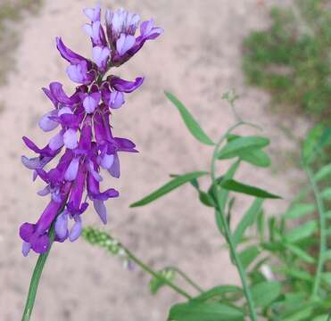 Image of bird vetch