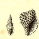 Image of Raphitoma philberti (Michaud 1829)