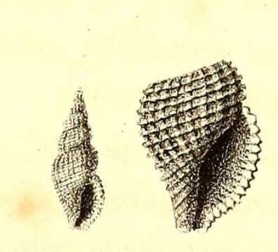 Image of Raphitoma philberti (Michaud 1829)