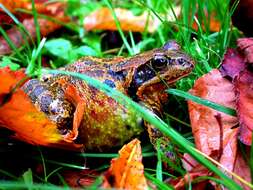 Image of Eurasian Marsh Frog