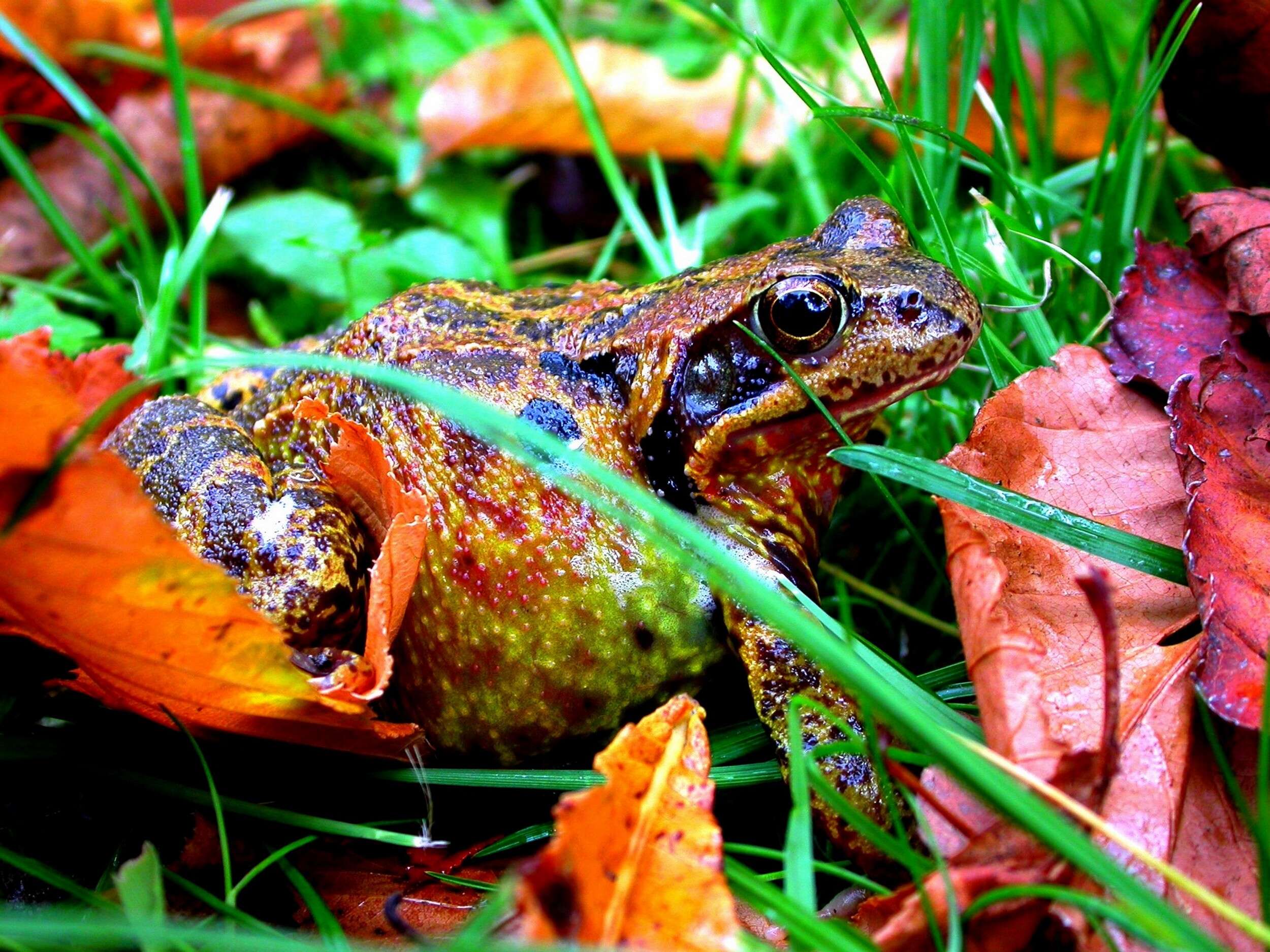 Image of Eurasian Marsh Frog