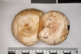 صورة Lactarius pubescens Fr. 1838