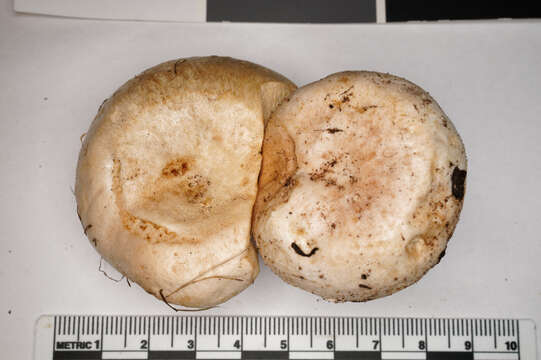 صورة Lactarius pubescens Fr. 1838