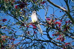 Image of Red Wattlebird