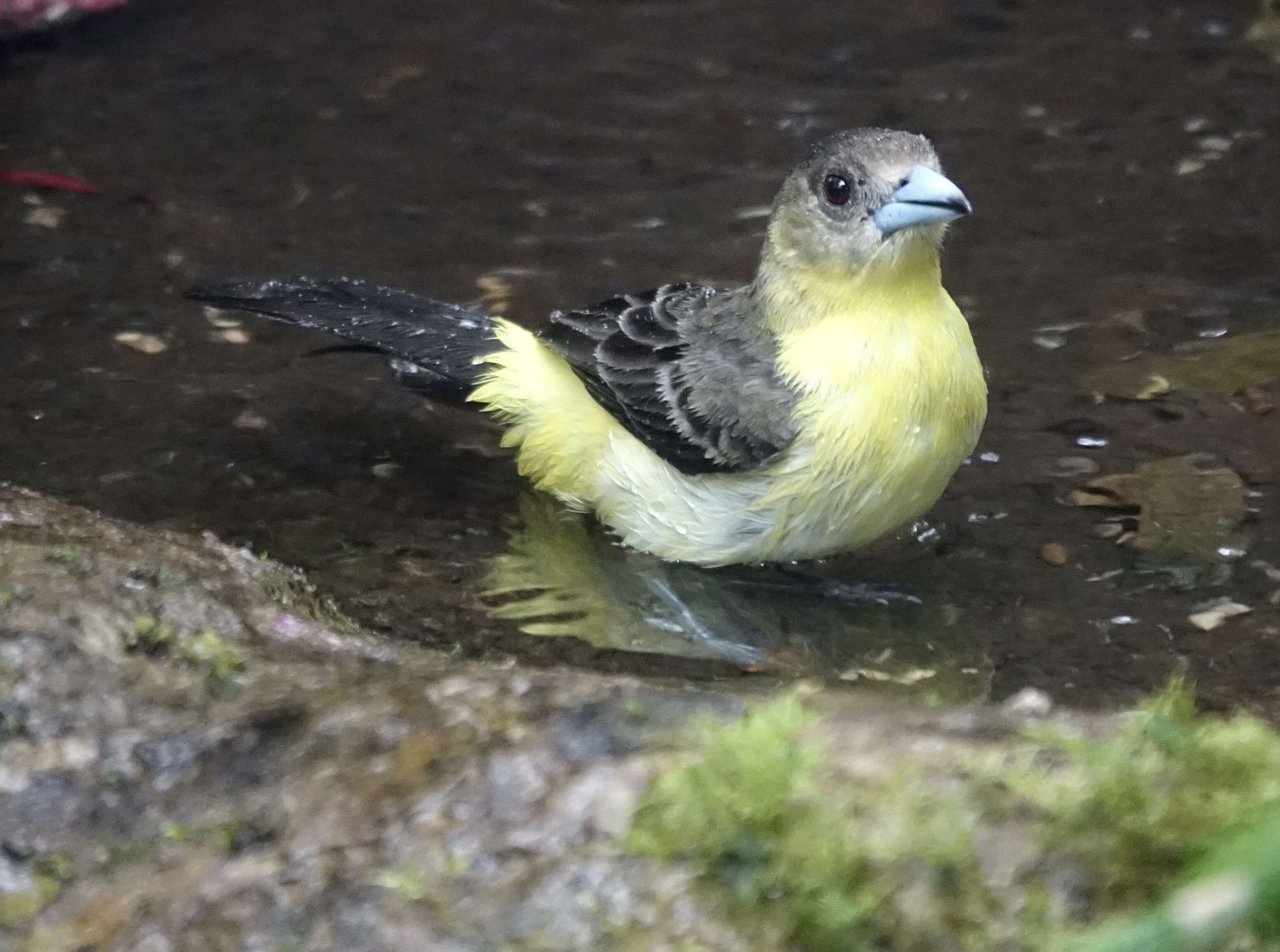 Image of Flame-rumped Tanager