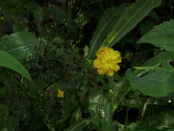 Image of sulphur cosmos