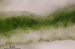 Image of Conocephalum salebrosum Szweyk., Buczk. & Odrzyk.