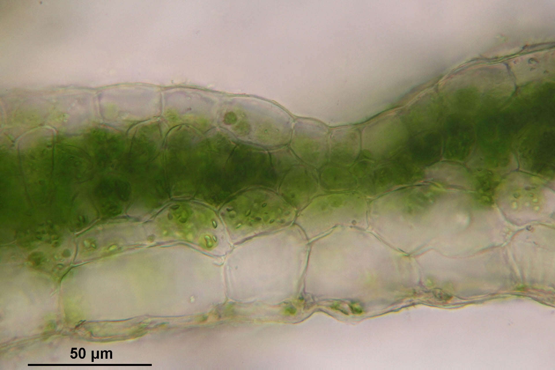 Image of Conocephalum salebrosum Szweyk., Buczk. & Odrzyk.