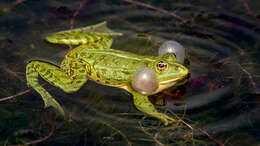 Image of Pelophylax esculentus