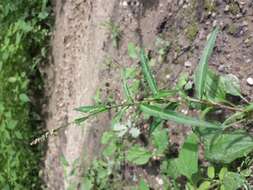 Image of Pygmy Smartweed