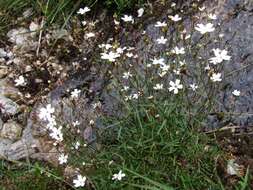 Image of Heliosperma pusillum (Waldst. & Kit.) Rchb.