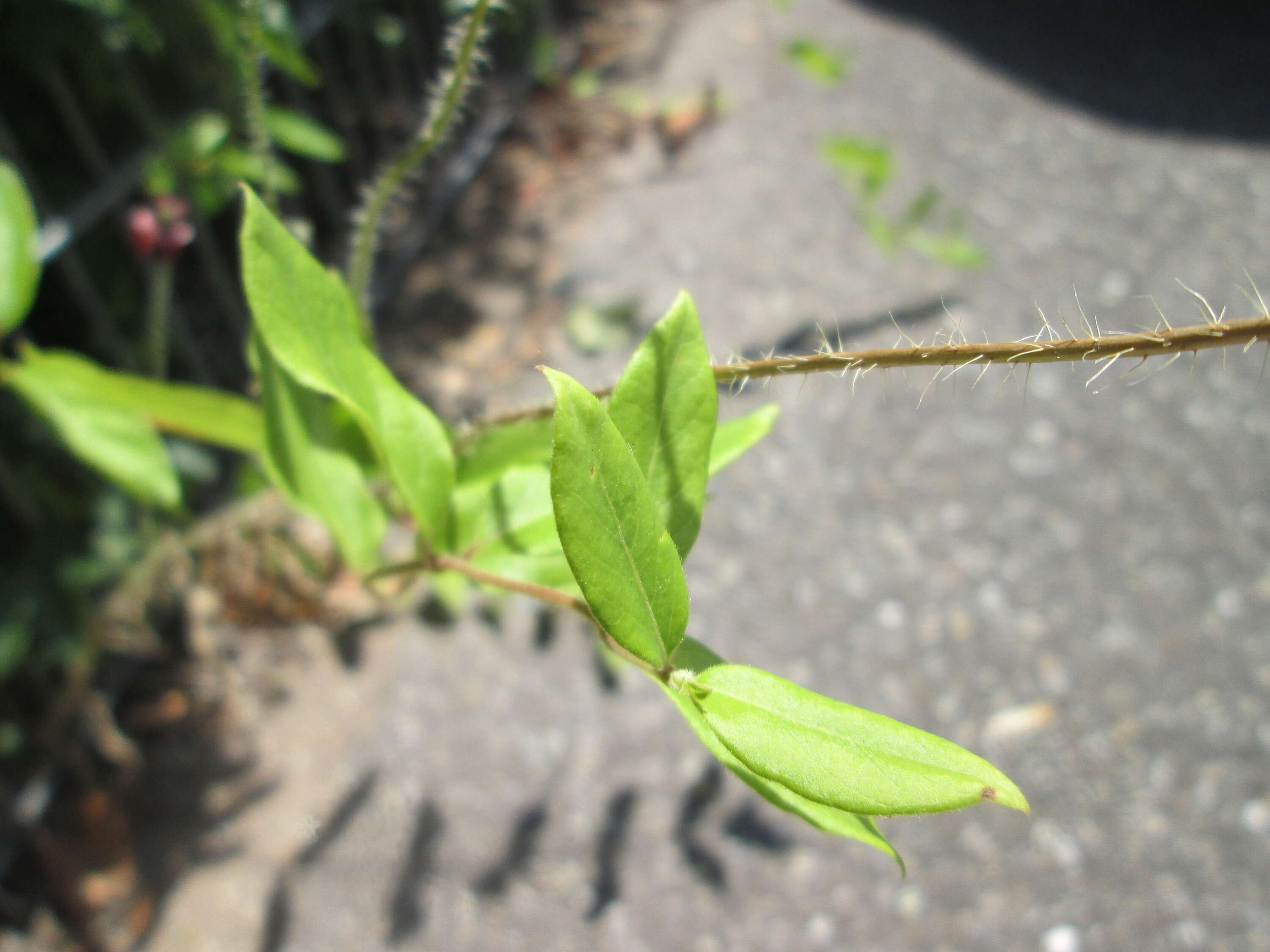 Image of Long-headed Poppy