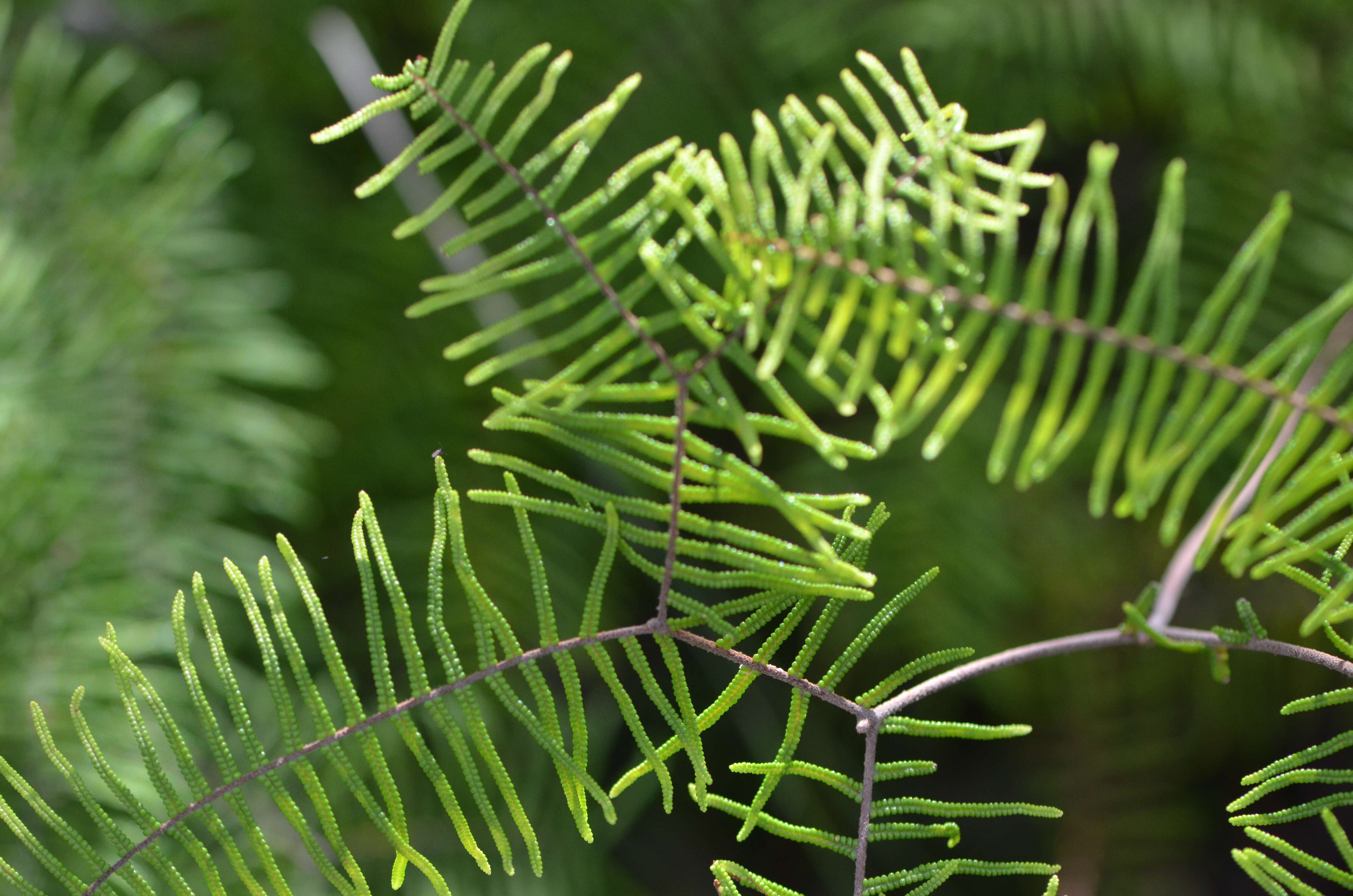 Image of Gleichenia dicarpa R. Br.